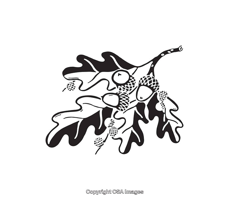 Black and White Illustration of Oak Leaves and Acorns Cluster