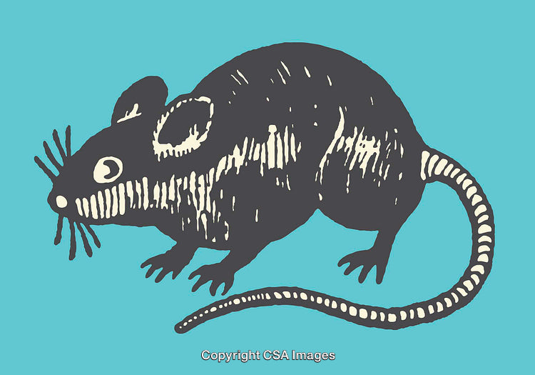 Detailed Vector Illustration of a Mouse in Retro Style