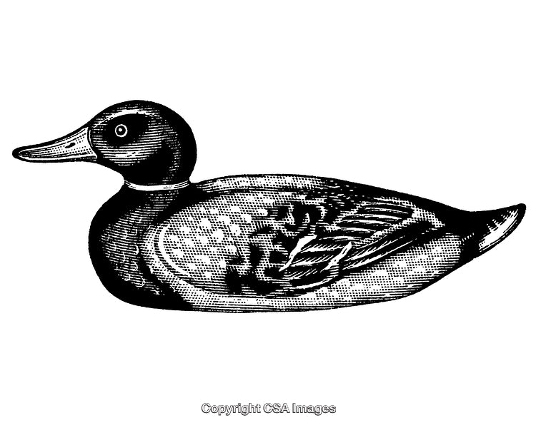 Detailed Black and White Engraving of a Duck in Profile View