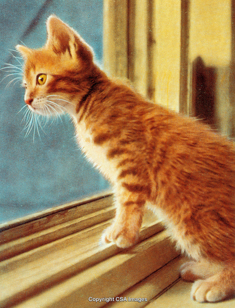 Orange Kitten Gazing Out a Window in Warm Natural Light