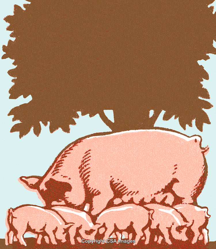 Mother Pig Nursing Piglets Under a Tree in a Rustic Farm Setting