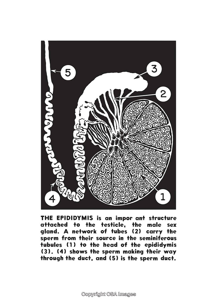 Black and White Illustration of Epididymis and Testicle Anatomy