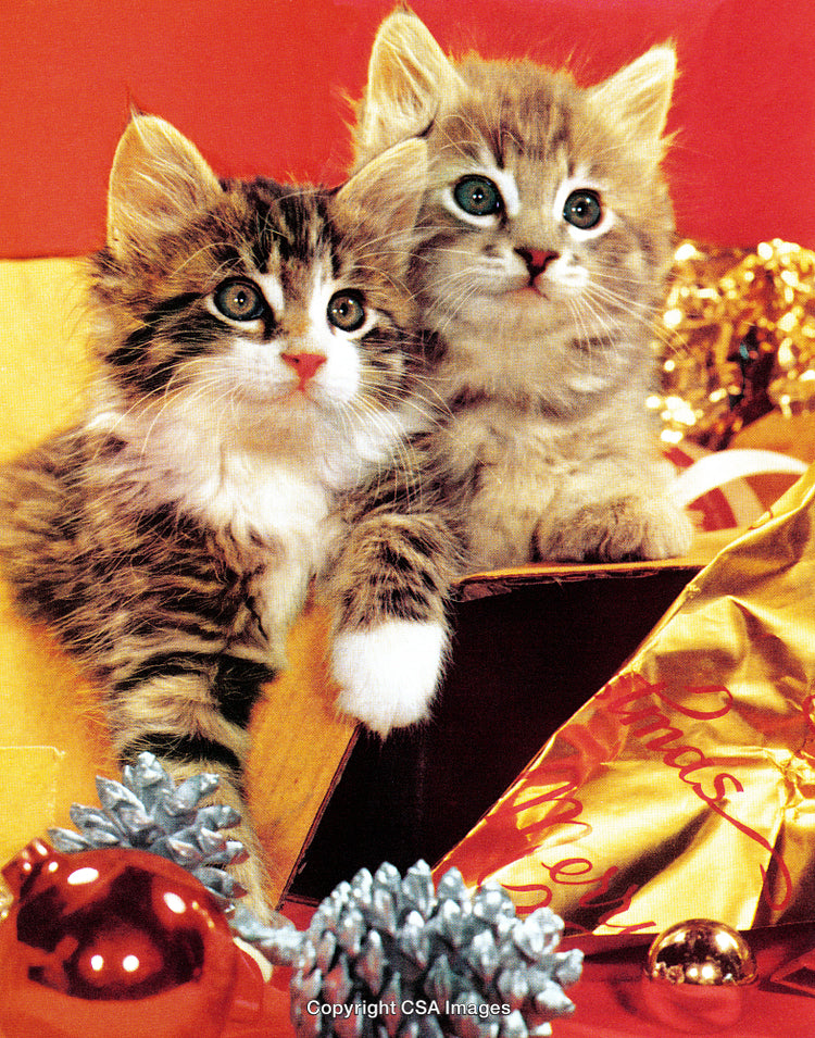 Adorable Kittens Surrounded by Christmas Decorations and Festive Glittering Ornaments