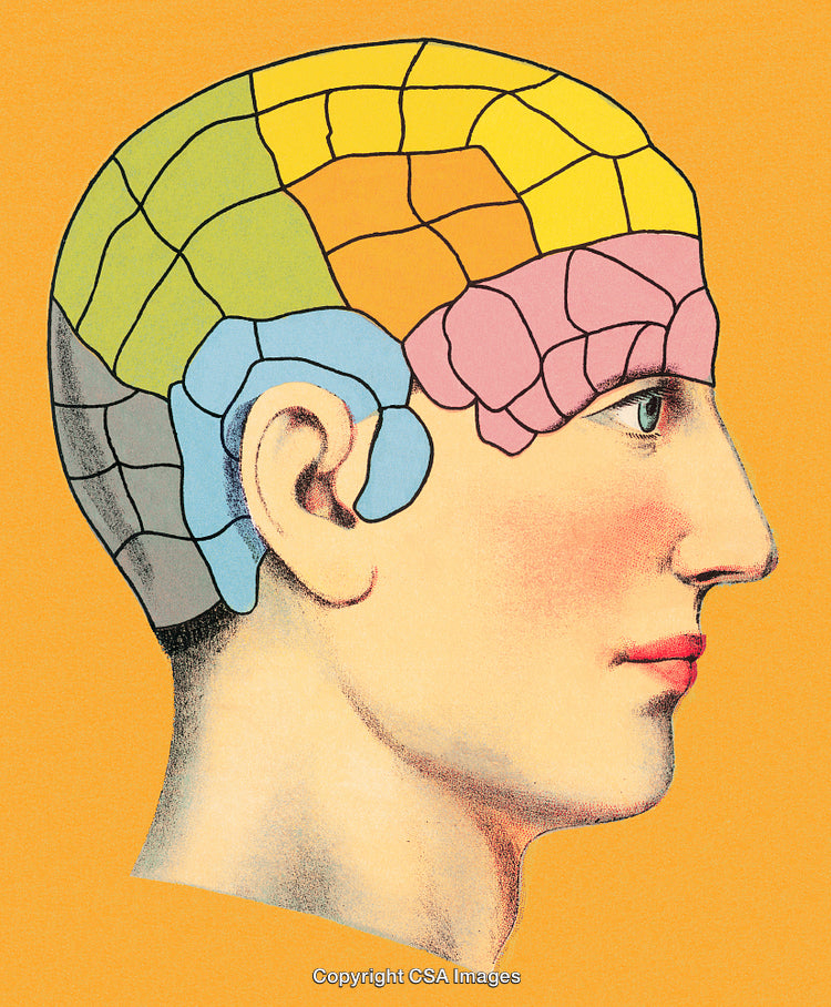 Illustration of a Phrenology Diagram on a Human Head Profile