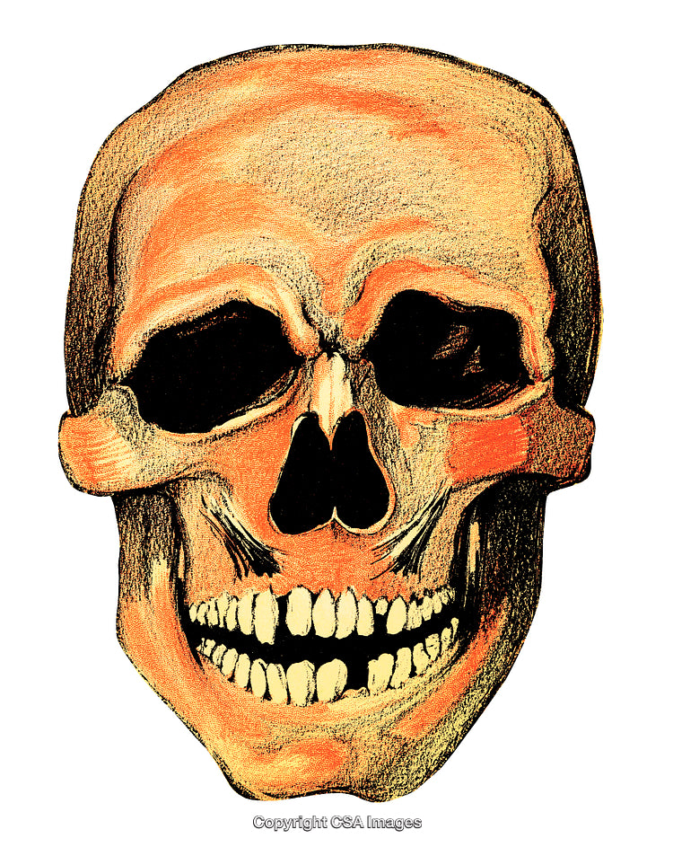 Detailed Illustration of Human Skull with Focus on Bone Structure