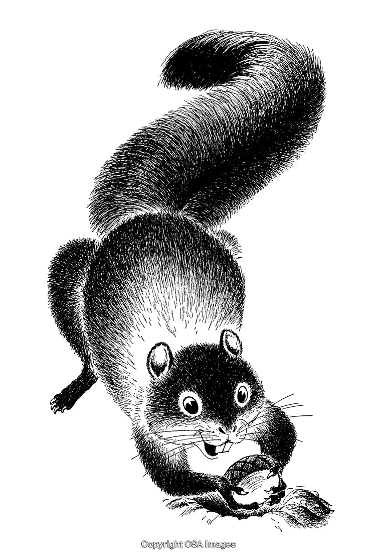 Illustration of a Squirrel Holding a Nut in Detailed Pen Engraving Style