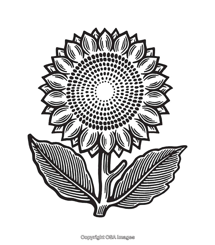 Black and White Line Art Illustration of a Sunflower