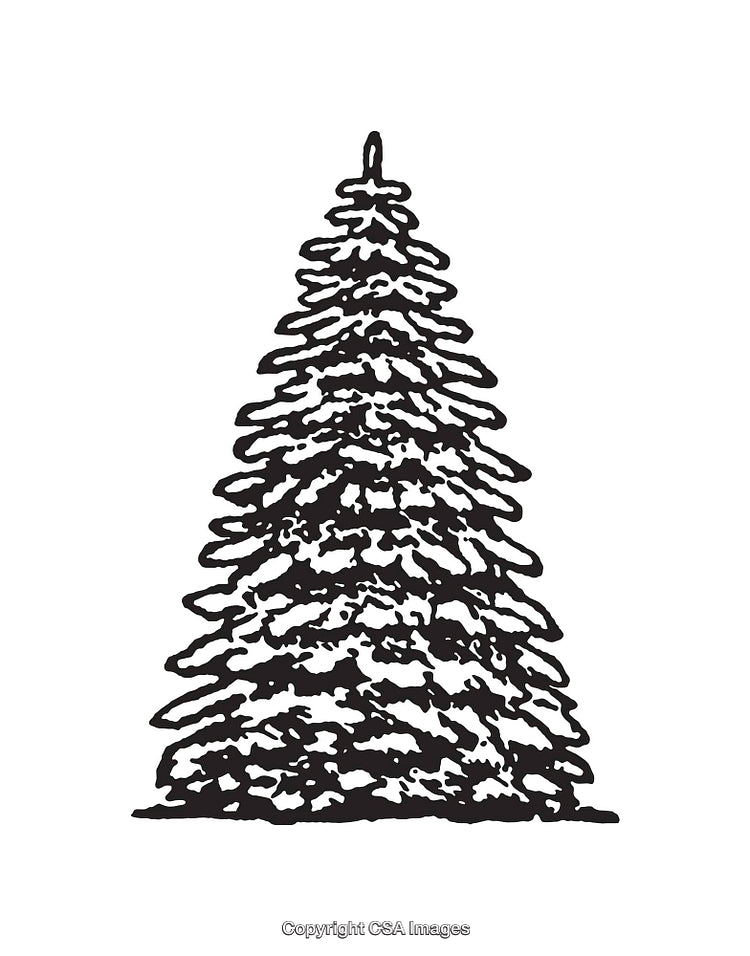 Hand-Drawn Snow-Covered Evergreen Tree in Classic Line Art Style