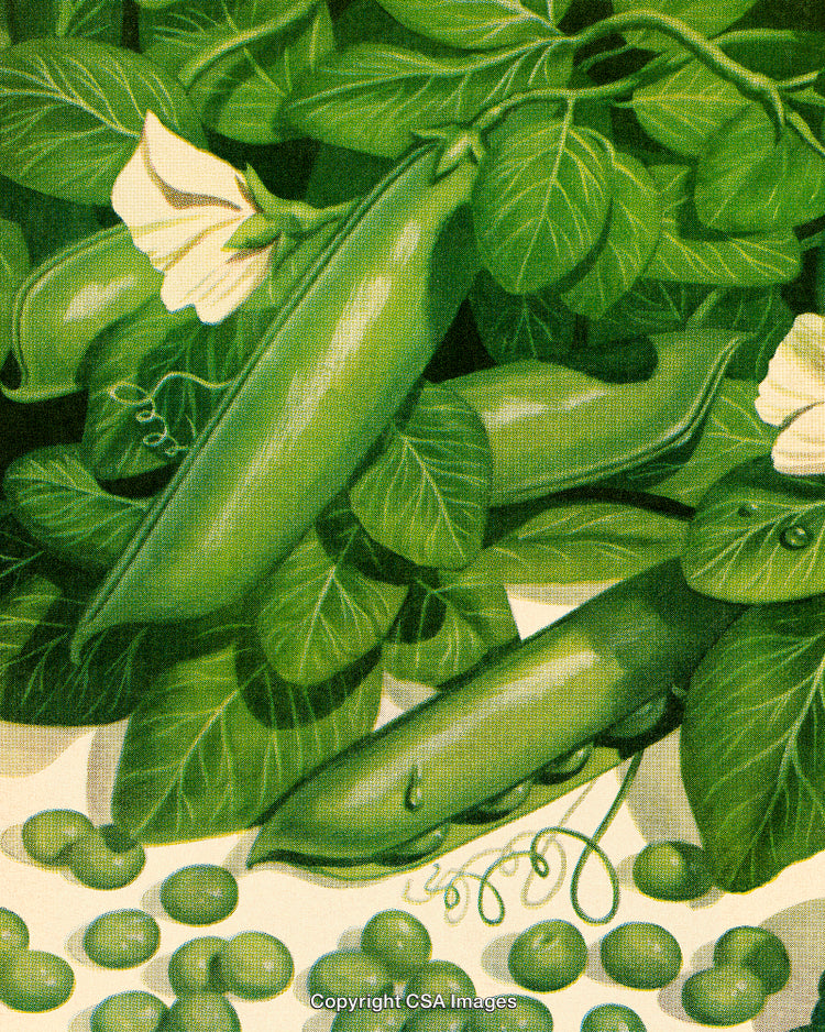 Fresh Green Peas and Pods with Leaves in Nature