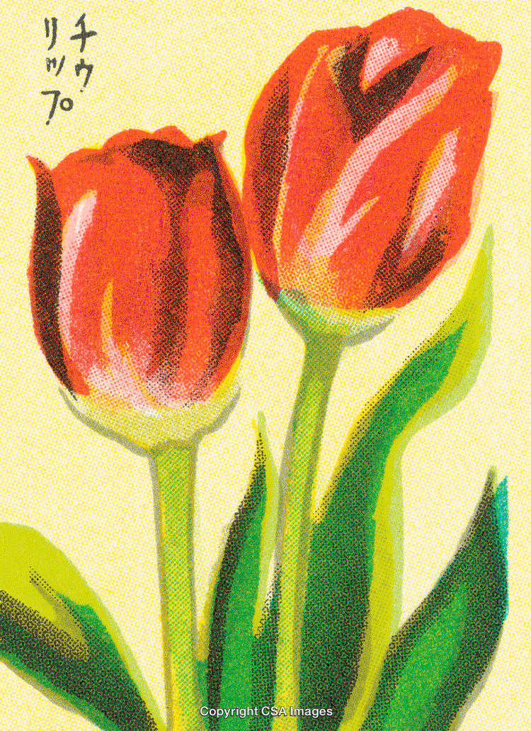 Illustrated Close-Up of Two Red Tulips with Green Stems and Leaves