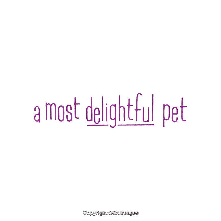 Simple Text Design Highlighting Delightful Pet Concept in Purple and White
