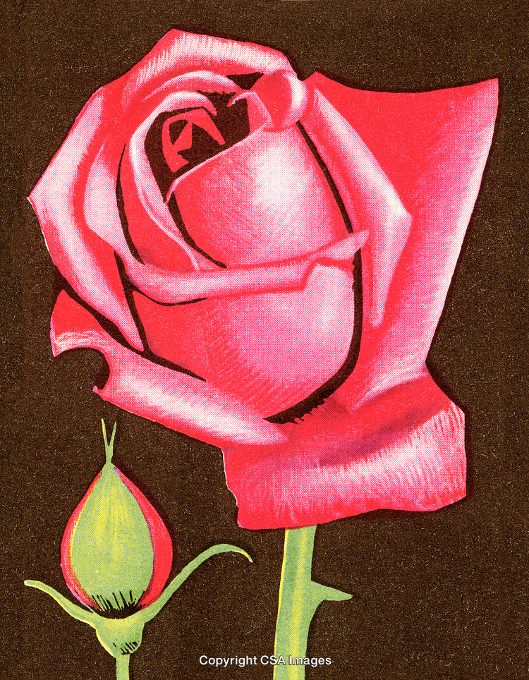 Vibrant Pink Rose Bloom With Bud on a Dark Artistic Background