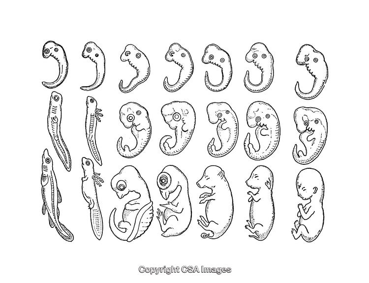 Detailed Black And White Illustrations Of Embryos And Their Development Stages