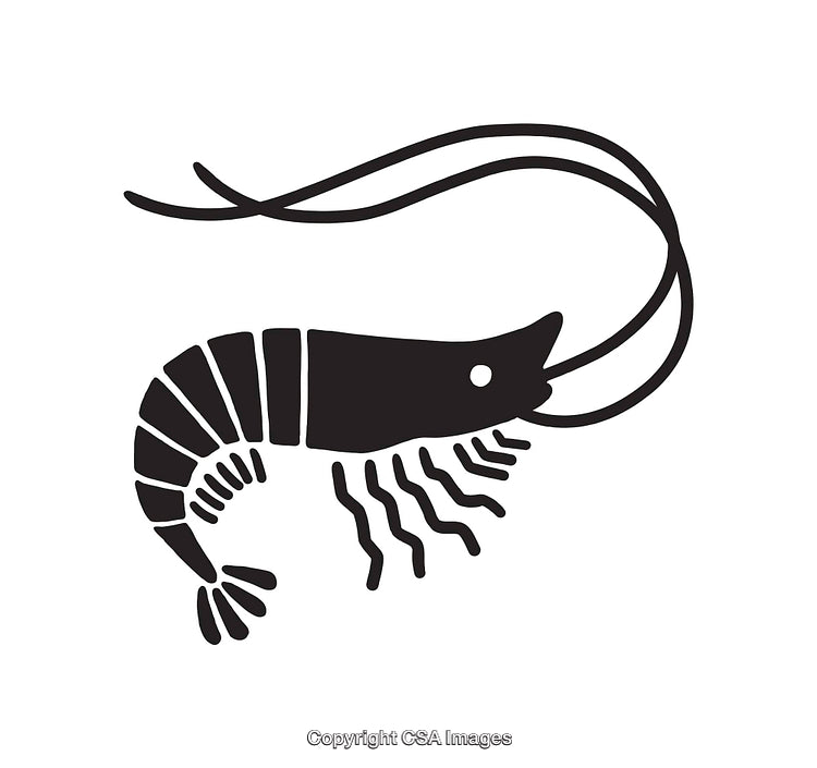 Simple Black and White Shrimp Line Art Illustration of Aquatic Creature