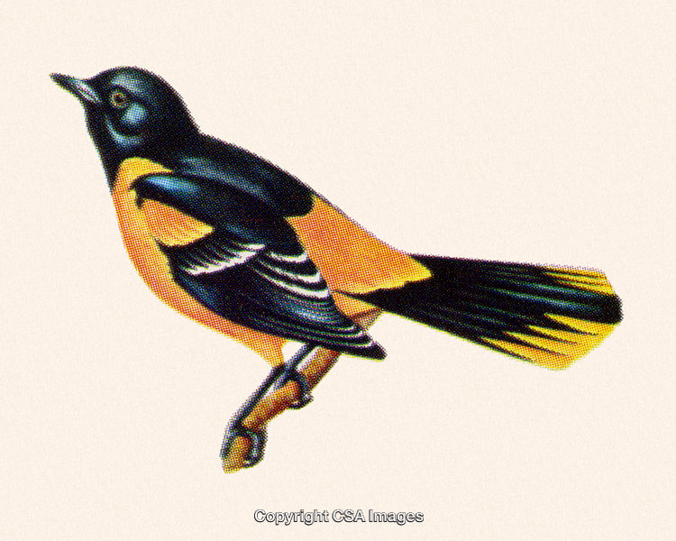 Colorful Illustration of a Songbird with Black and Yellow Feathers