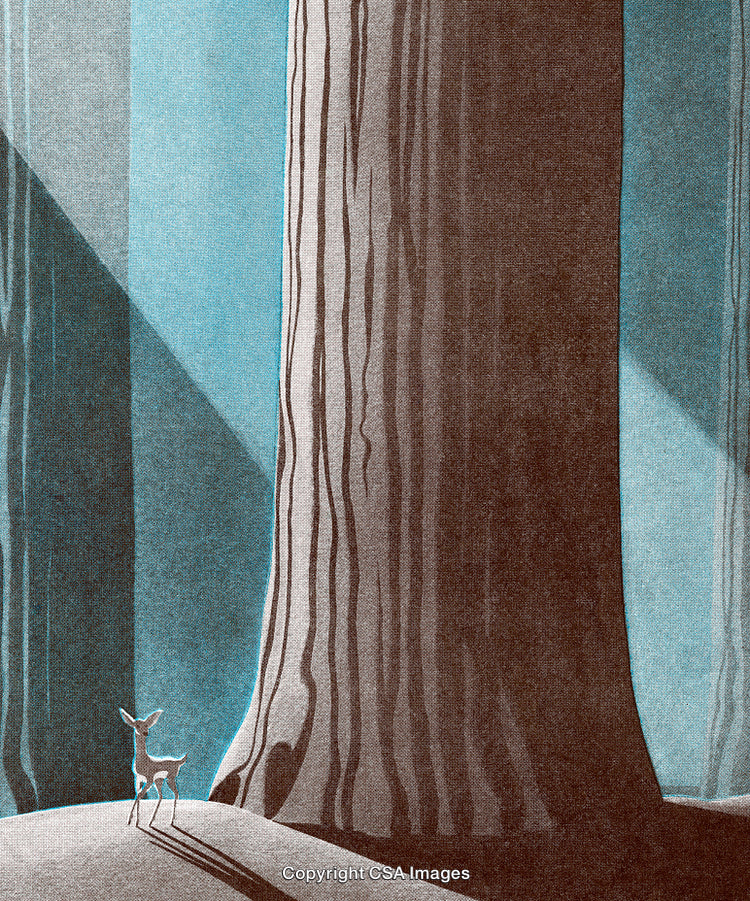 Small Deer Surrounded by Giant Trees in a Dense Forest