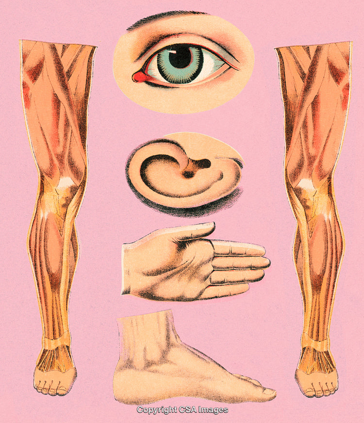 Anatomical Illustration of Human Eye, Hand, Ear, Foot, and Arm Musculature