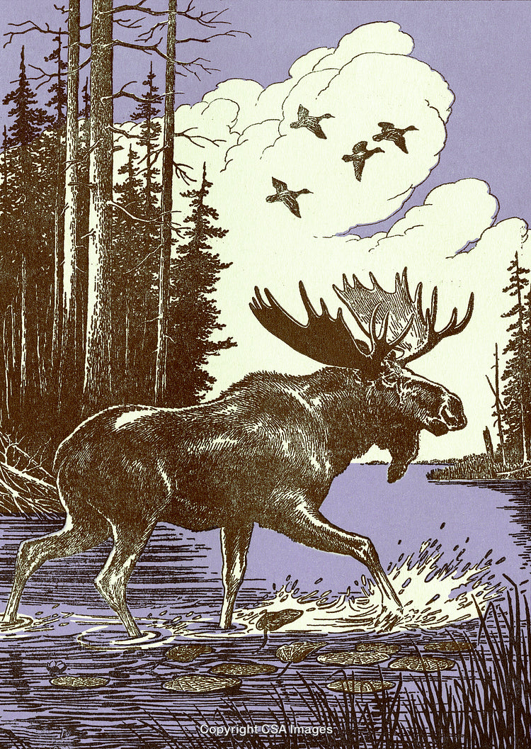 Majestic Moose Wading in Forest Lake with Flying Birds on a Cloudy Day