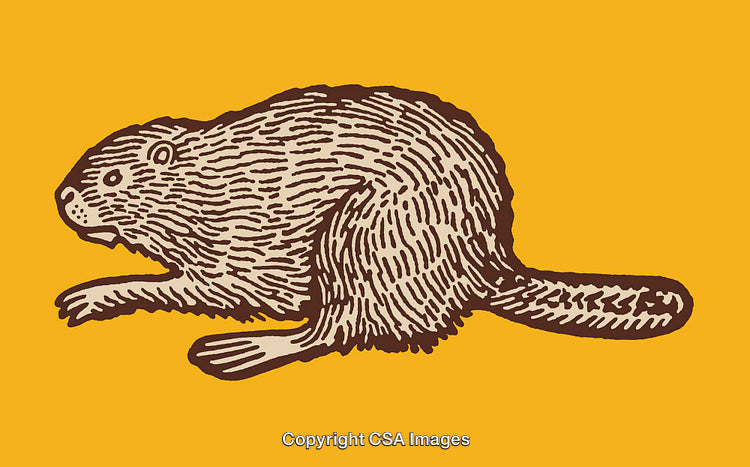Detailed Line Art Illustration of a Beaver on Yellow Background