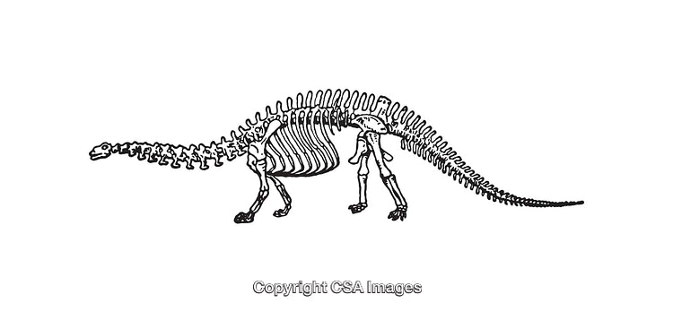 Detailed Black and White Illustration of a Dinosaur Skeleton