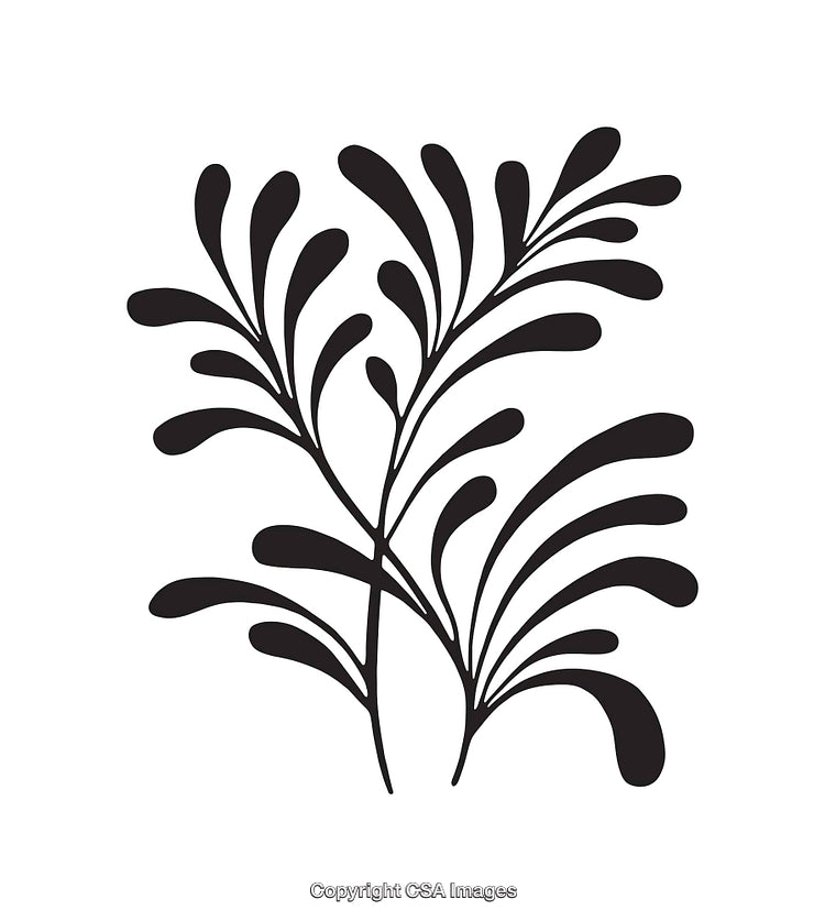 Elegant Black and White Botanical Line Art Illustration of a Plant