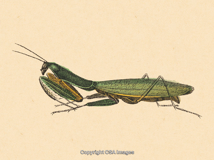 Detailed Vintage Illustration of a Green Praying Mantis in Profile View