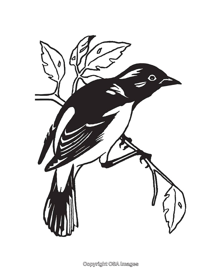 Black and White Bird Illustration with Detailed Line Art Branch