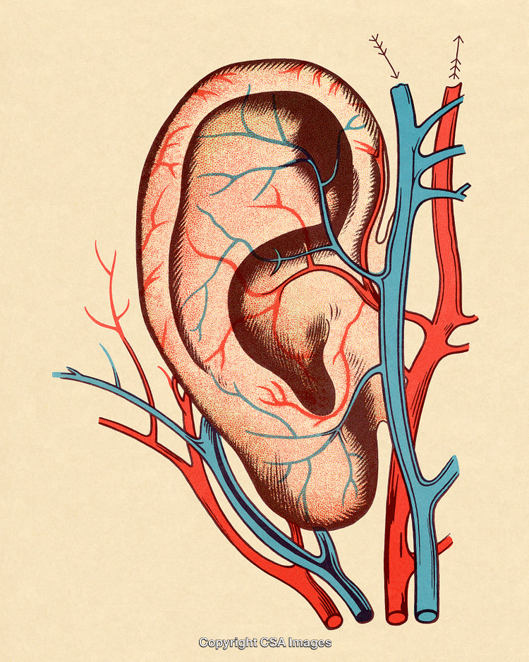 Anatomical Illustration of the Human Ear With Detailed Vascular Depiction