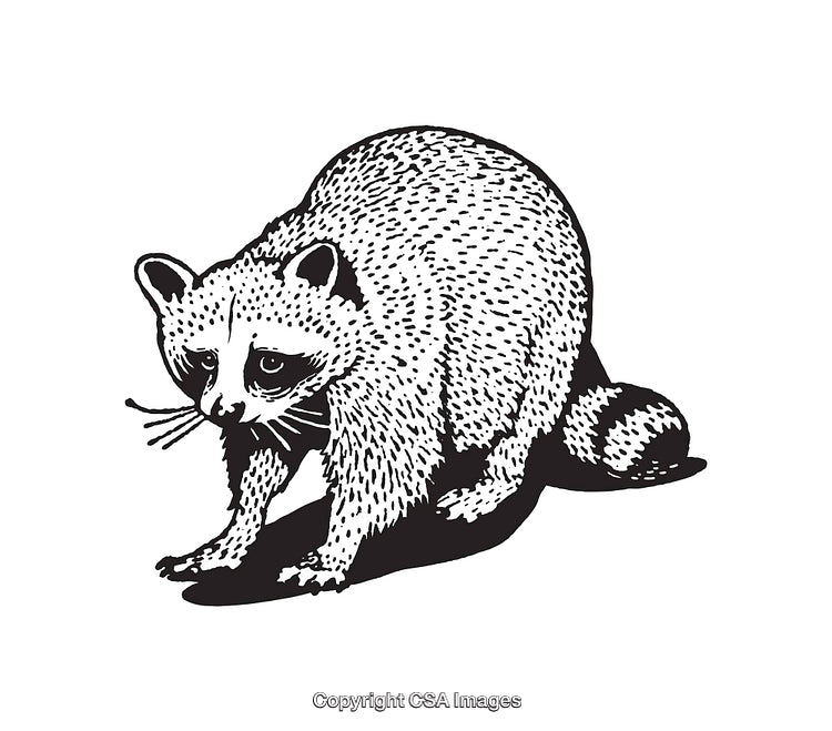 Black and White Line Art Illustration of a Forest Raccoon