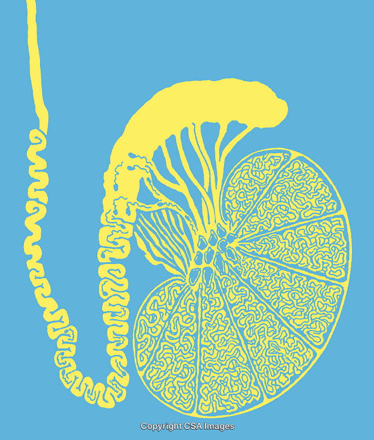 Abstract Line Art of Citrus Slice with Artistic Details on Blue Background