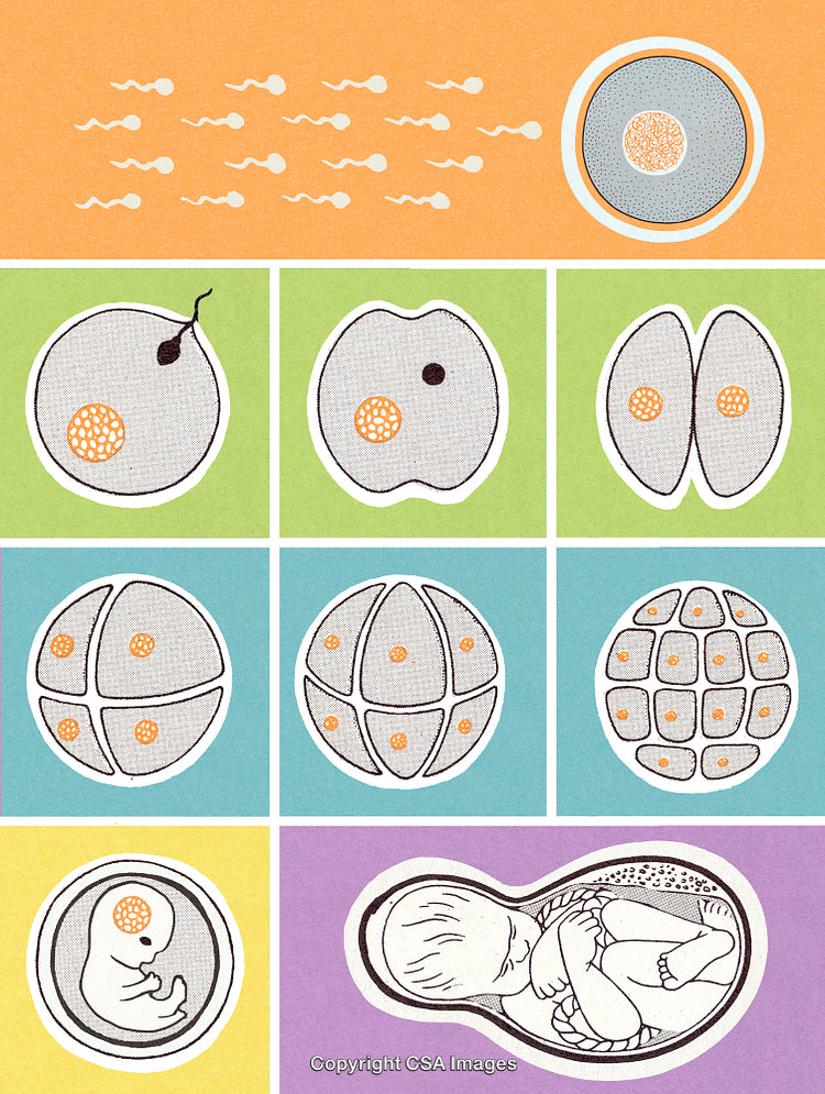Illustration Depicting Stages of Human Embryonic Development and Fertilization