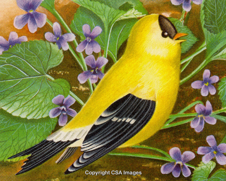 Beautiful Yellow Bird Perched Among Vivid Purple Flowers and Green Foliage