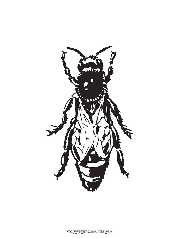 Detailed Black and White Line Art Illustration of a Honeybee