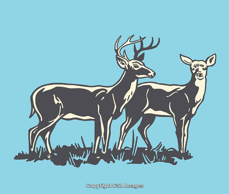 Color Illustration of a Buck and Doe Deer in Natural Grassland Habitats
