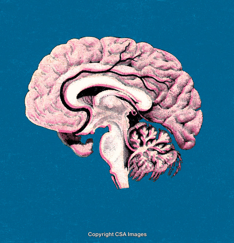 Illustrated Anatomy of the Human Brain in Cyan Background
