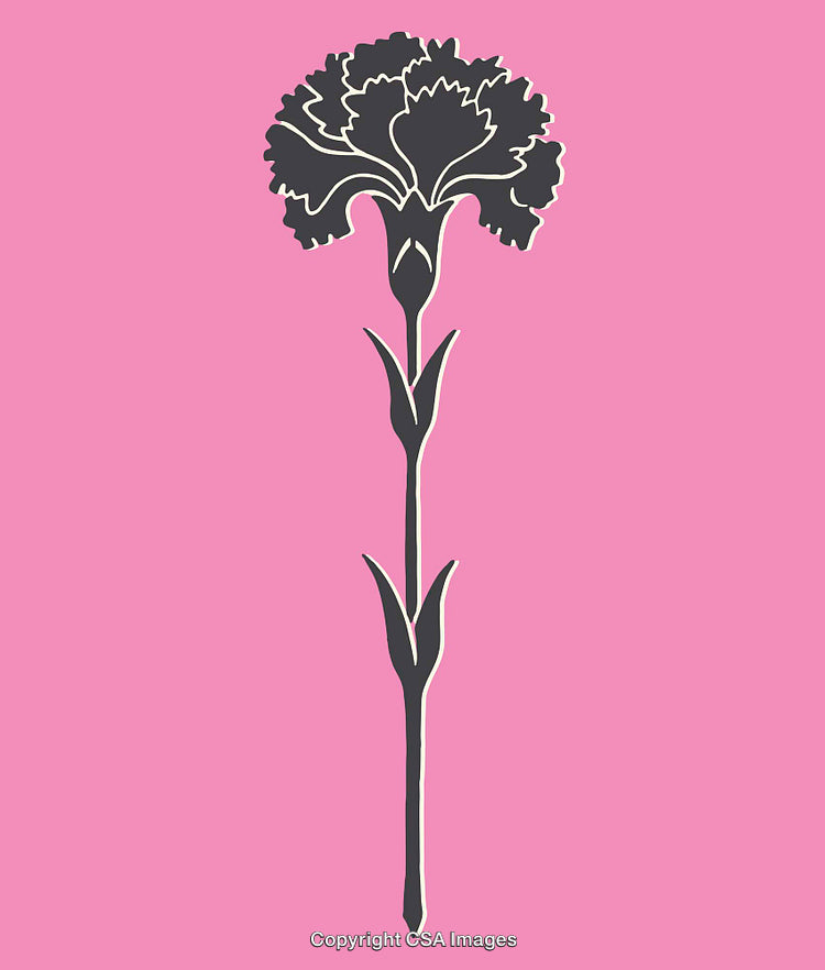 Modern Line Art Illustration of A Carnation Flower on Pink Background