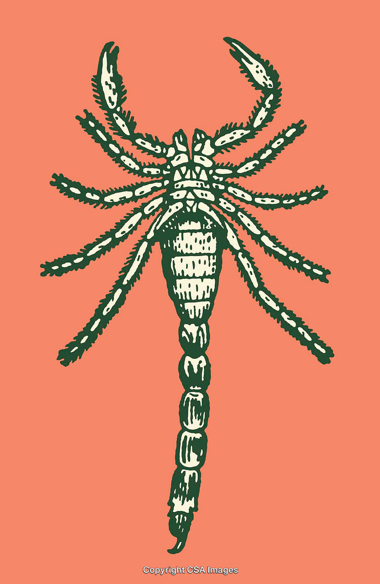 Intricate Green Line Art Illustration of Scorpion on Coral Background