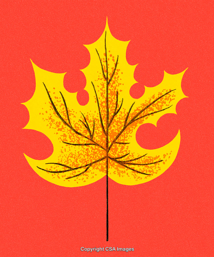 Vibrant Yellow Autumn Leaf Illustration on a Bright Red Background