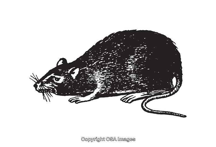 Detailed Black and White Line Art Drawing of a Rat