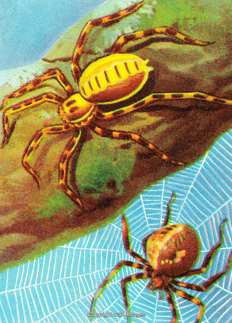 Colorful Spiders on Web Displayed in a Nature-Themed Illustration