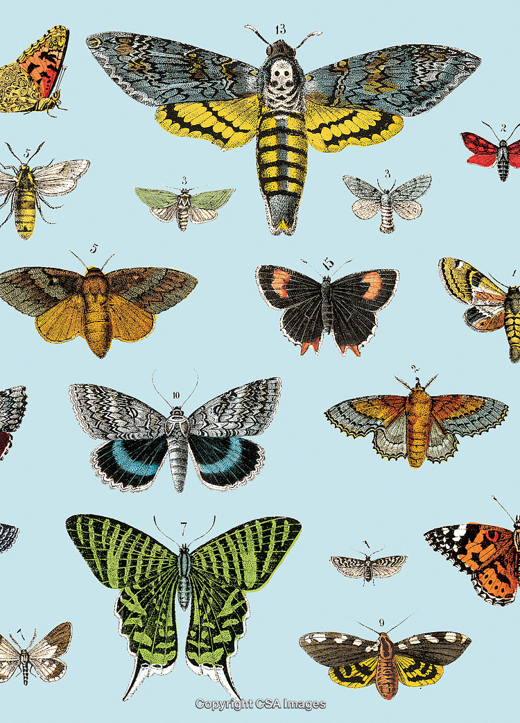 Vibrant Collection of Moths and Butterflies on a Soft Blue Background