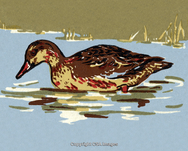 Illustration of a Duck Swimming in a Calm Natural Water Environment