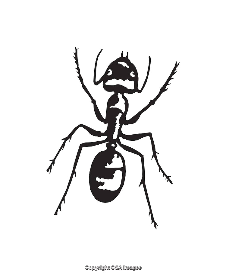 Black and White Line Art Illustration of an Ant