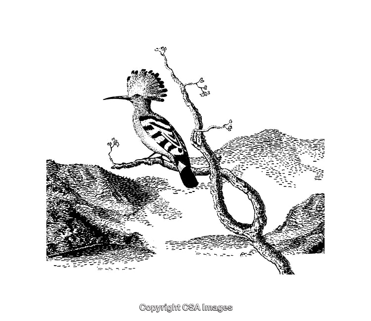 Black and White Hoopoe Bird Illustration in Nature Setting