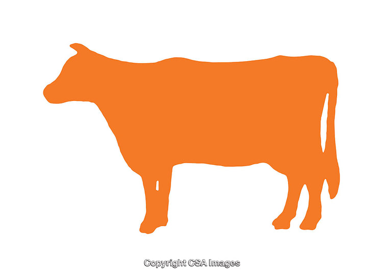 Orange Silhouette of a Cow Icon Isolated on White Background