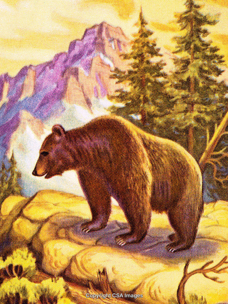 Grizzly Bear Standing On Rocks in Vibrant Mountainous Landscape