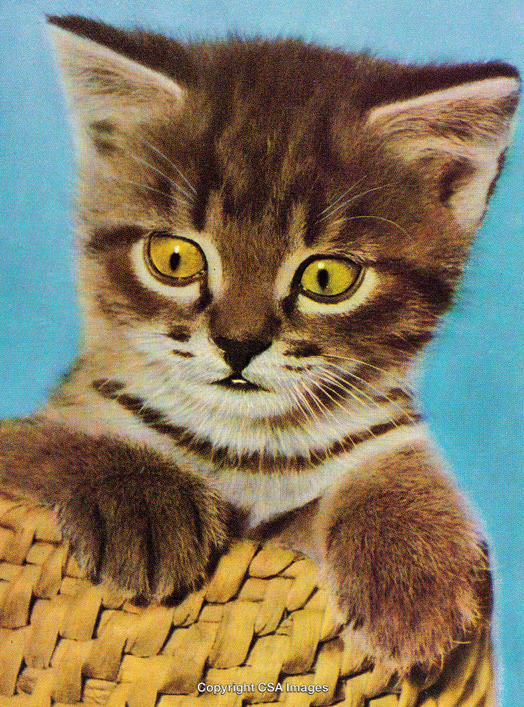 Adorable Tabby Kitten Resting in a Woven Basket with Bright Blue Background