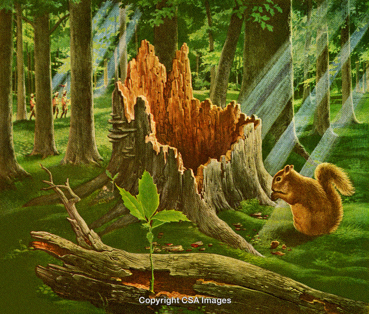 Peaceful Forest Scene with Wildlife and Sunlight Streaming Through the Trees