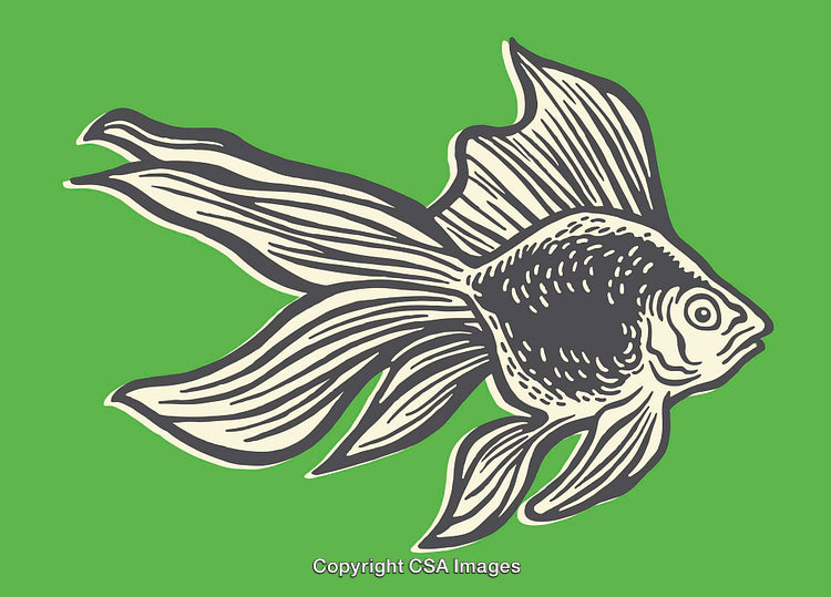Illustrated Ornamental Fish with Flowing Fins on a Green Background