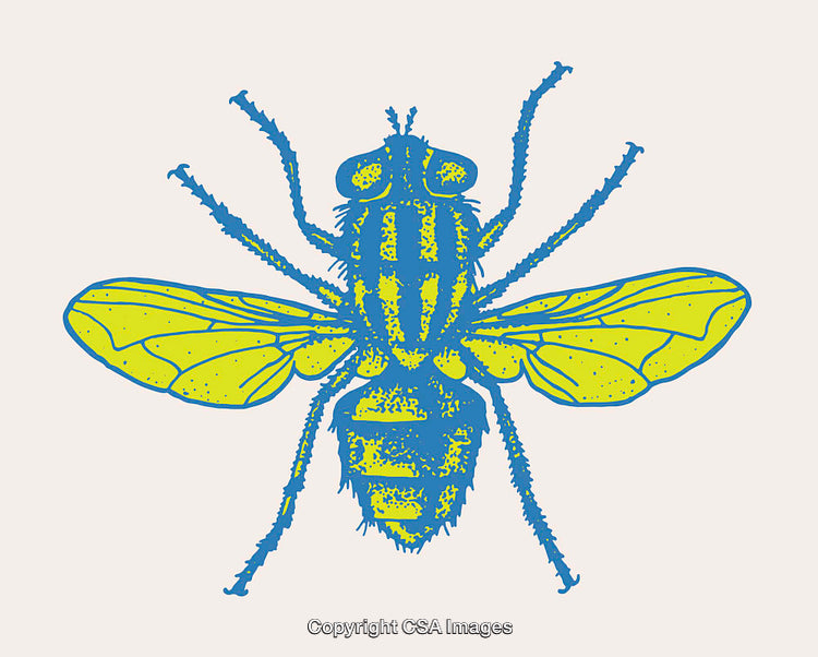 Illustrated Fly in Bold Yellow and Blue Line Art Style
